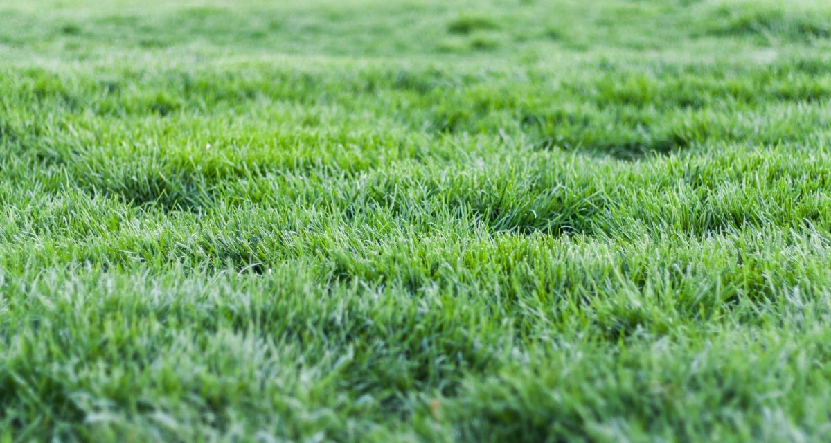 Close-up view of a lush green grass lawn, perfect for nature backgrounds.